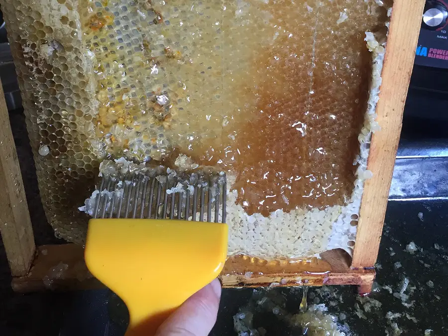 Beekeeper scraping wax cappings off a wooden frame of honeycomb before extracting raw honey