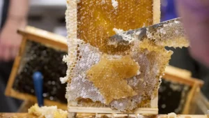 Uncapping knife slicing wax cappings off a frame of capped honey, exposing the full honey cells underneath