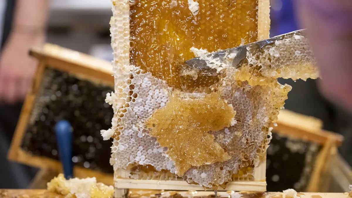 Uncapping knife slicing wax cappings off a frame of capped honey, exposing the full honey cells underneath