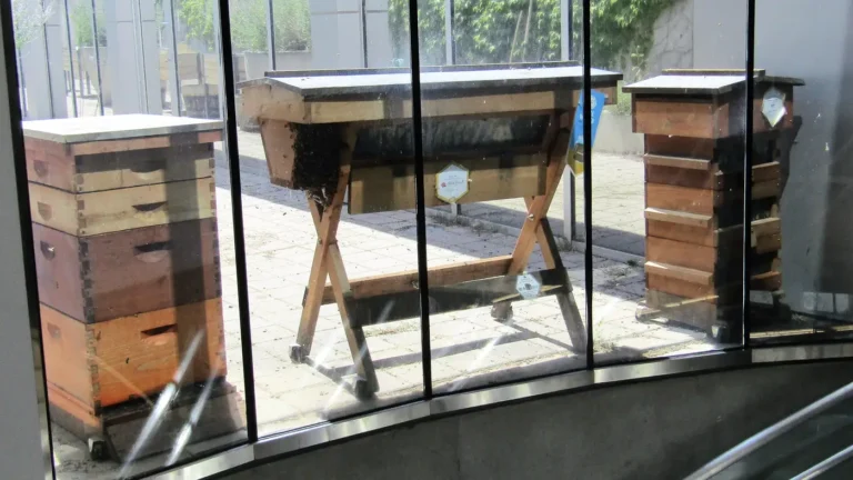 Stacked Langstroth hive, a top-bar hive on a trestle stand and a tall narrow hive on a city library terrace, behind glass