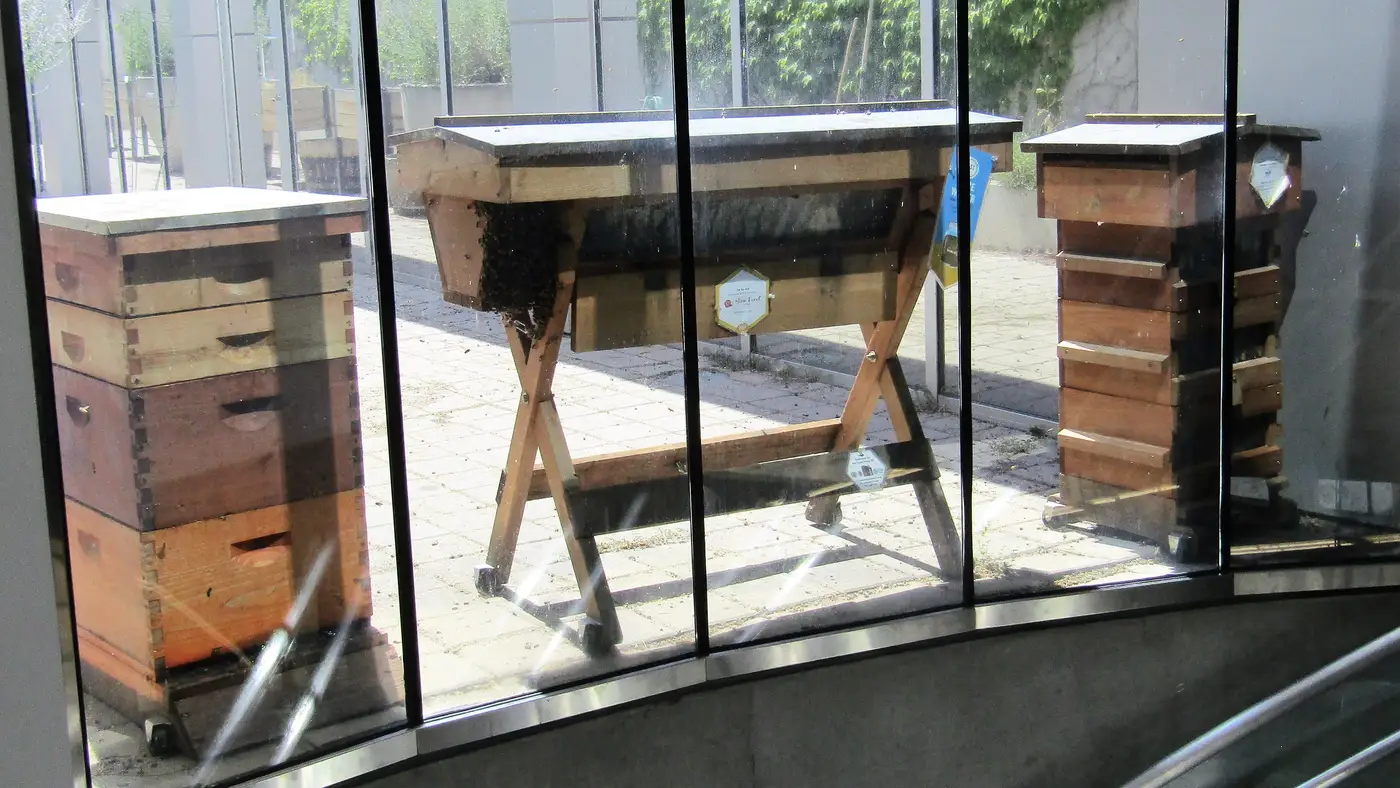 Stacked Langstroth hive, a top-bar hive on a trestle stand and a tall narrow hive on a city library terrace, behind glass