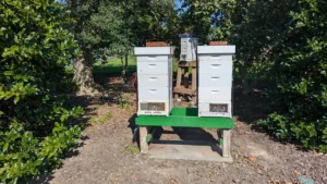 Two white Langstroth beehives on a green stand among shrubs on the White House South Lawn in Washington, D.C.