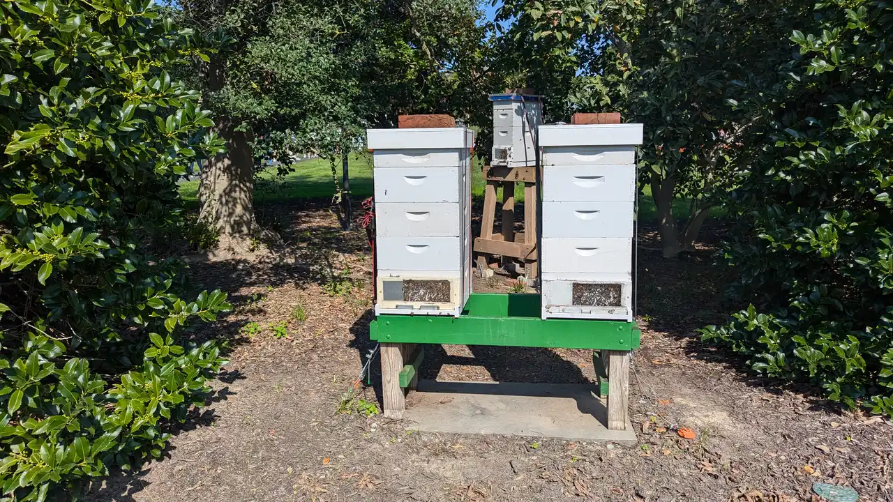 Two white Langstroth beehives on a green stand among shrubs on the White House South Lawn in Washington, D.C.