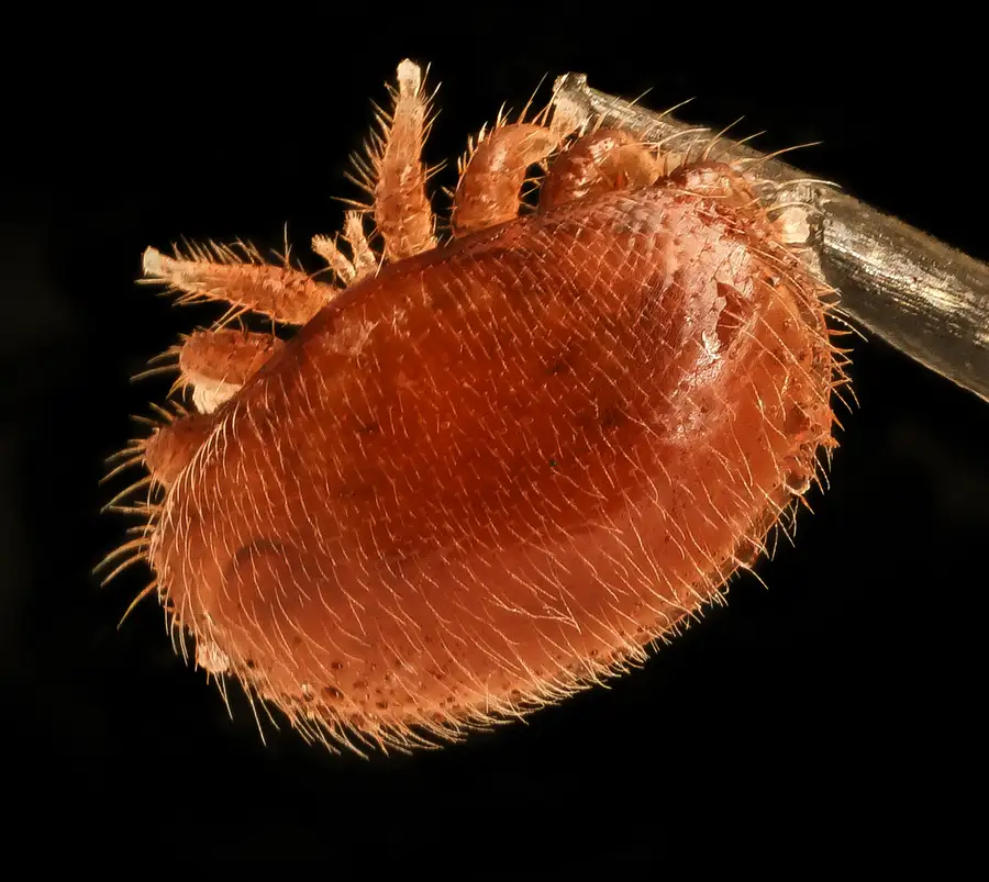 A Varroa destructor mite magnified, reddish brown and hairy, resting against the tip of an insect pin