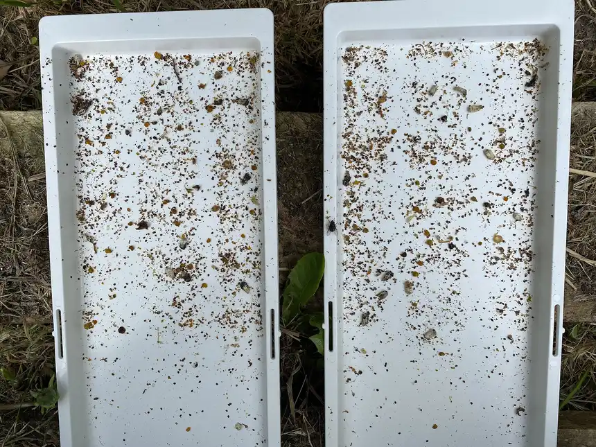 Two white hive bottom trays covered with debris and dark varroa mites that dropped during a mite treatment