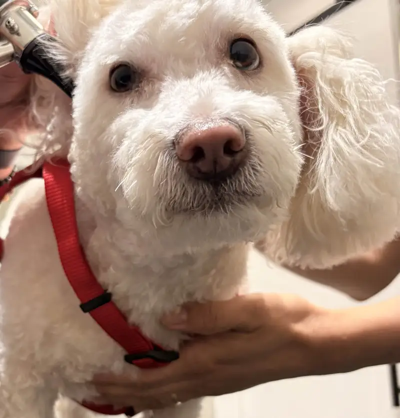 Veterinary staff examining a white curly-coated dog's ear with an otoscope while holding it steady