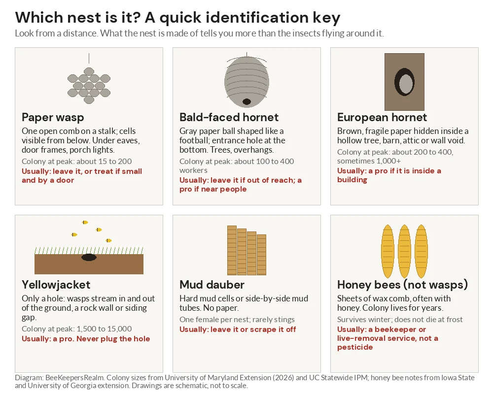 Diagram comparing six nests: paper wasp, bald-faced hornet, European hornet, yellowjacket, mud dauber and honey bee
