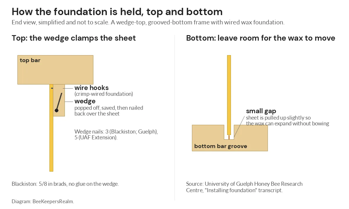 End-view diagram of a wedge clamping wax foundation in a top bar and a small expansion gap in the bottom bar groove