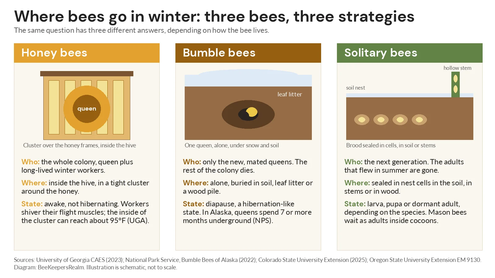 Diagram of honey bees clustered in a hive, a bumble bee queen buried in soil and solitary bee cells in the ground