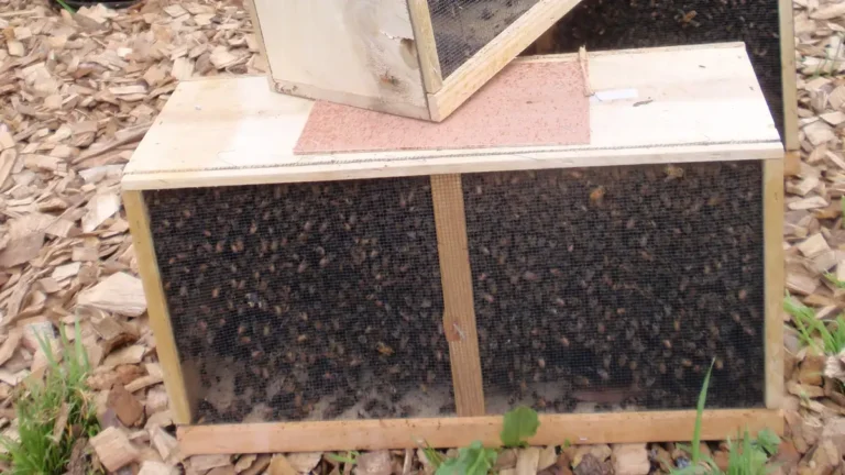 Screened wooden package of honey bees resting on wood chips at a pickup, with a second package stacked behind