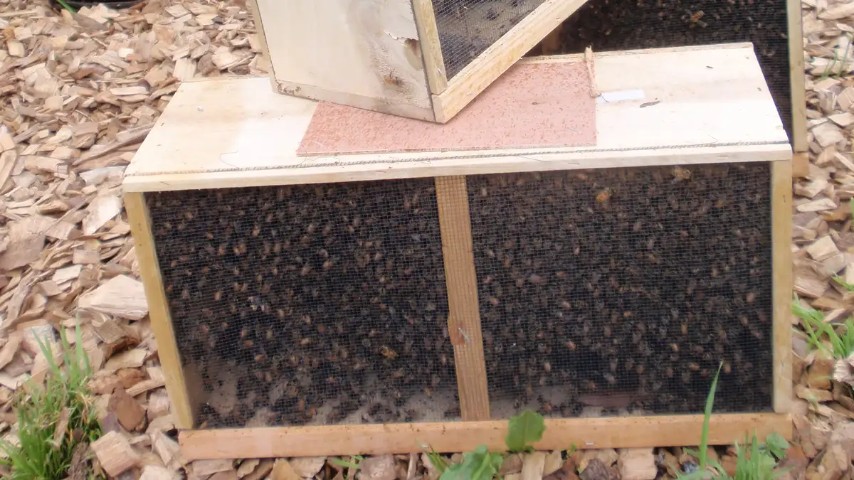 Screened wooden package of honey bees resting on wood chips at a pickup, with a second package stacked behind