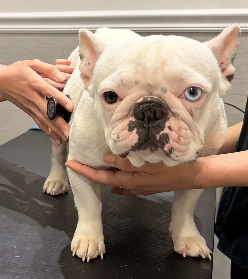 White bulldog-type dog standing on a veterinary exam table while a stethoscope is held to its chest