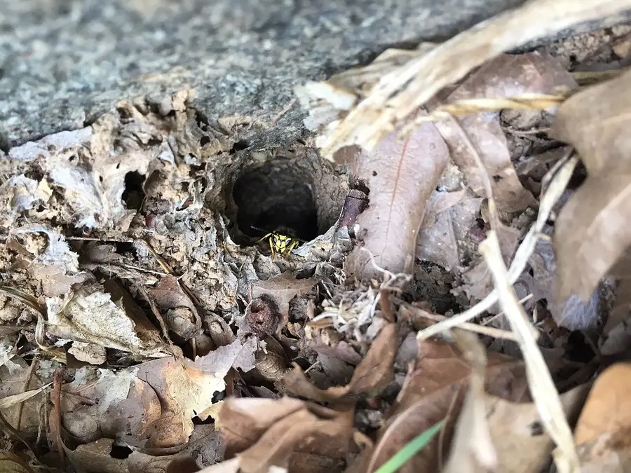 Yellowjacket wasp peering out of a dark hole in the ground edged with papery nest material and dead leaves