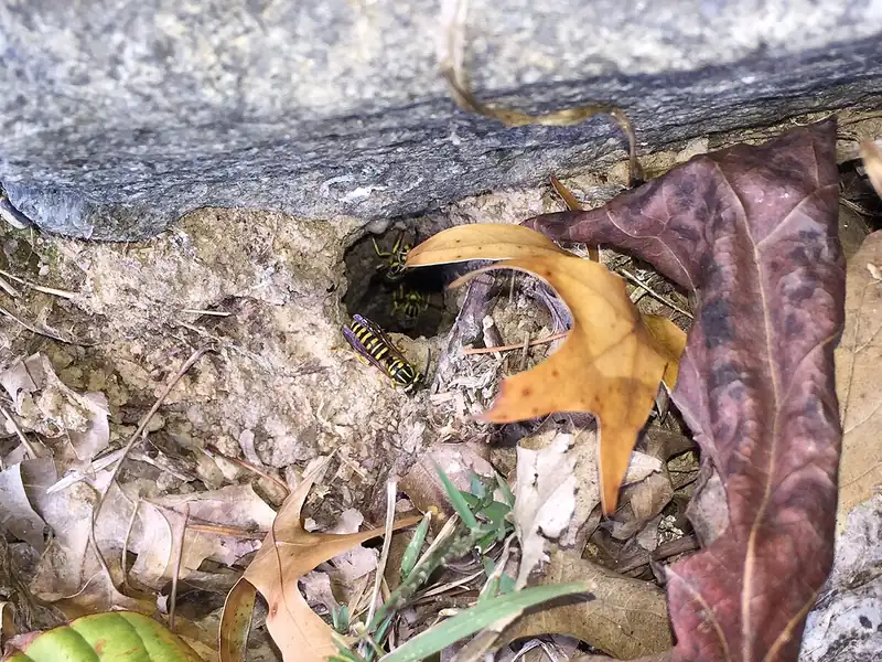 Yellowjackets at the entrance hole of an underground nest beside a rock, among fallen leaves