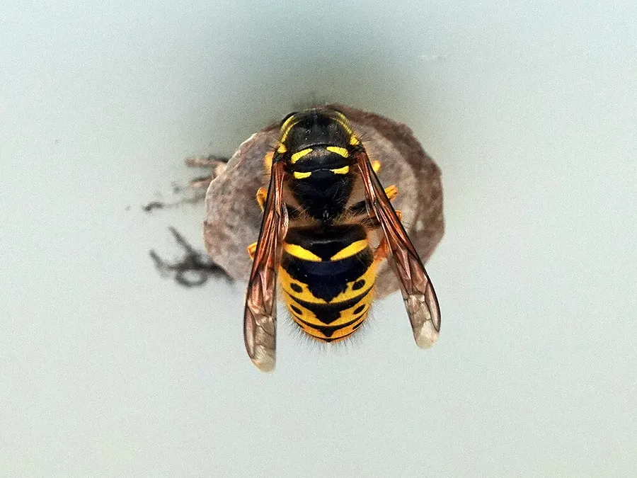 Aerial yellowjacket queen on the small paper nest she is starting under a building eave