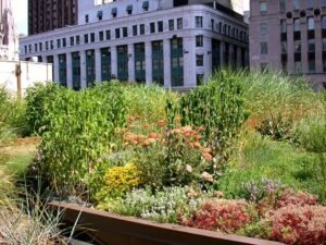 Green roof garden atop Chicago City Hall where the city has maintained municipal beehives since 2003