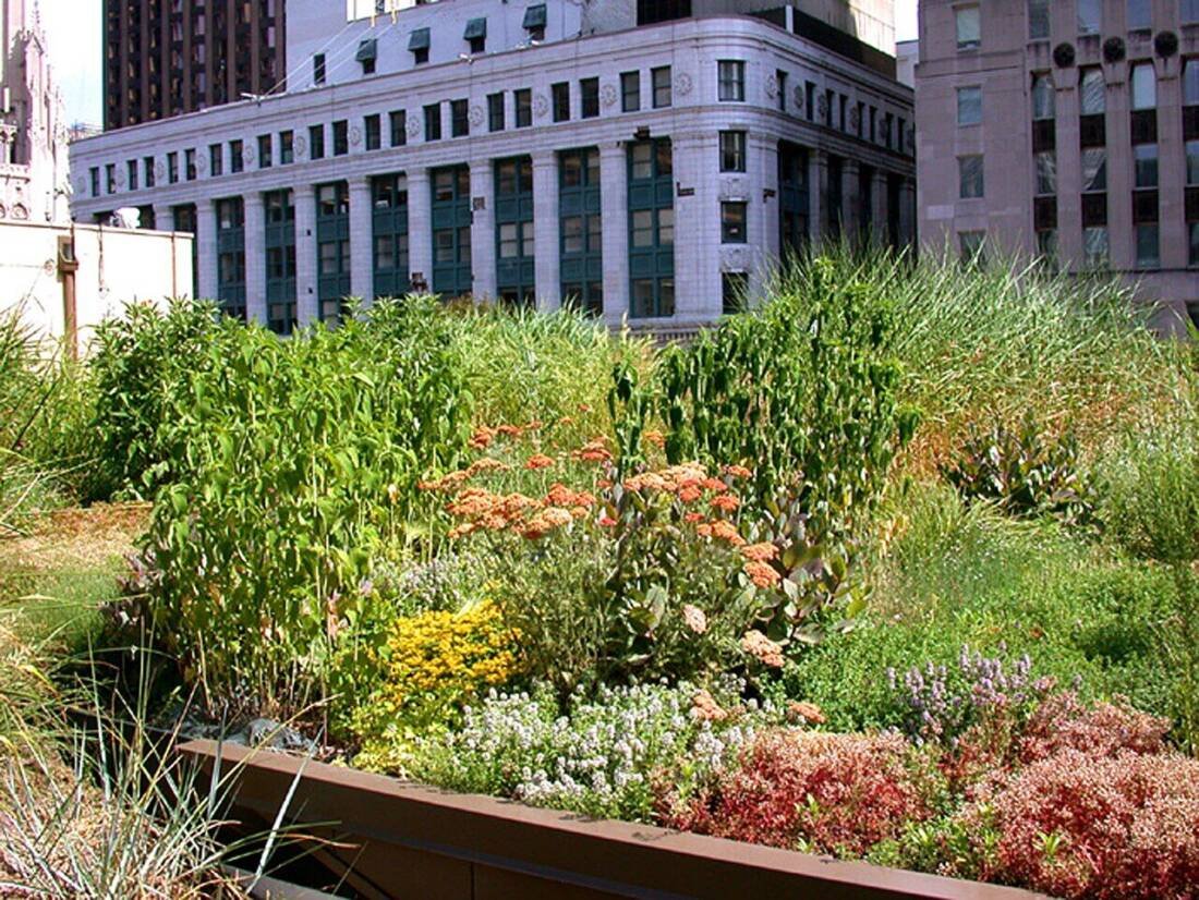 Green roof garden atop Chicago City Hall where the city has maintained municipal beehives since 2003